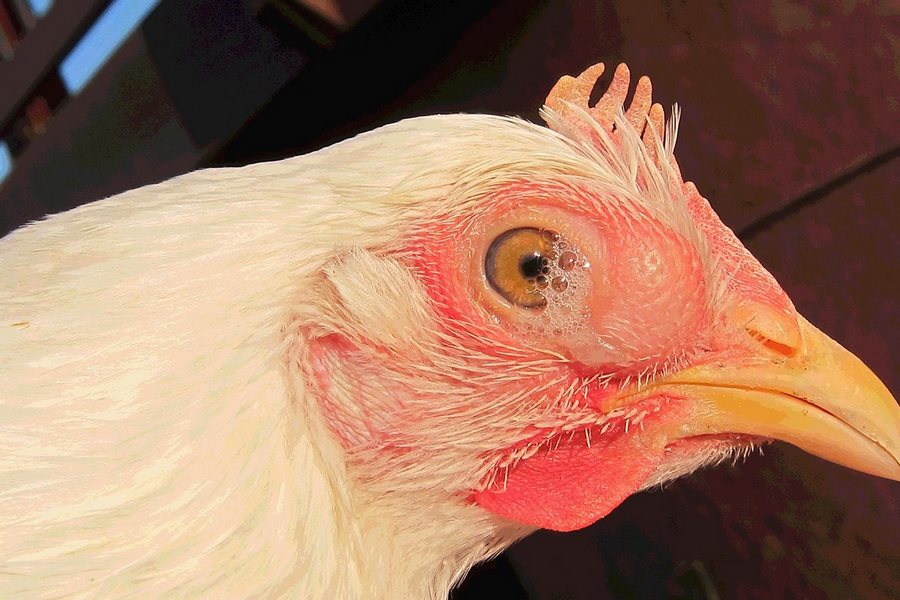 Bệnh hen gà khiến gà hô hấp khò khè