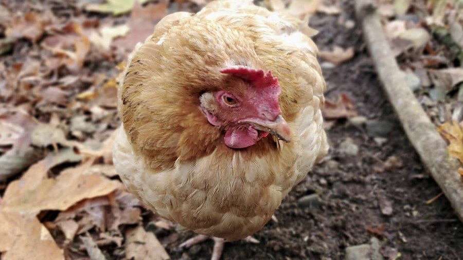 Bệnh nấm phổi ở gà là bệnh truyền nhiễm cấp tính