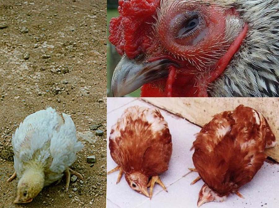 Bệnh khiến gà con nhanh chết chỉ sau 2 ngày