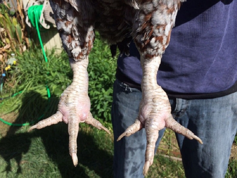 Gout - Nguyên nhân khiến gà bị sưng khớp chân