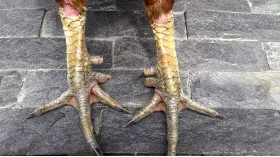 Cách phân biệt hai giống gà có nét tương đồng về cặp chân