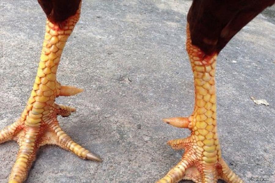 Gà chân cua - Giồng gà có cặp chân khác biệt