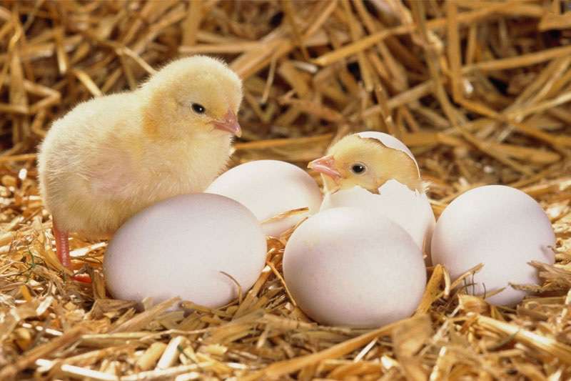Mơ thấy trứng gà nở ra gà con