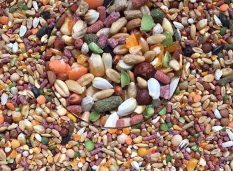 Gà đá ăn ngũ cốc có tác dụng gì?
